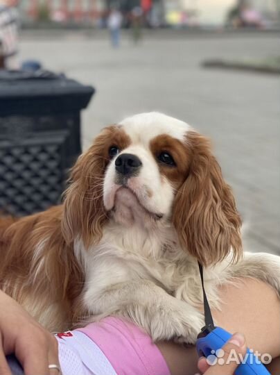 Вязка кавалер кинг чарльз спаниель