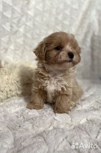 Мальтипу кремовая