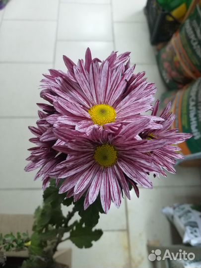 Цветы хризантемы