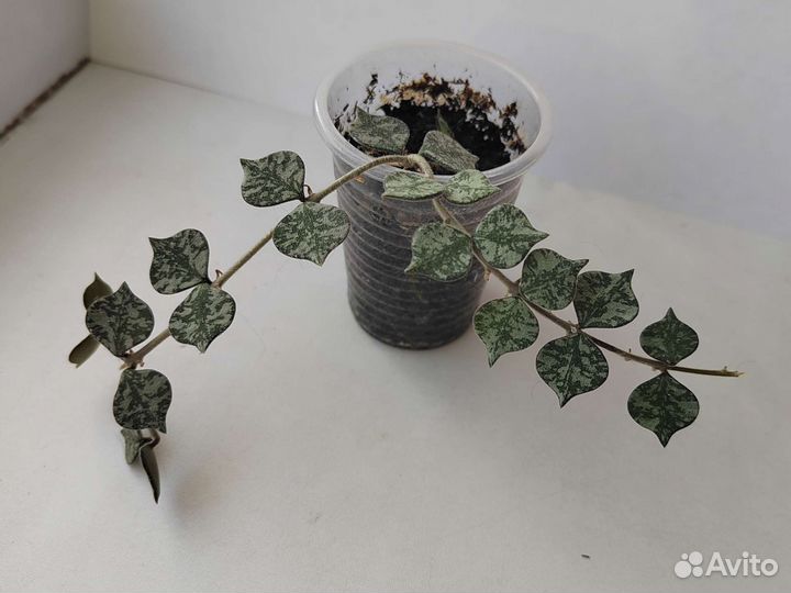 Много комнатных растений