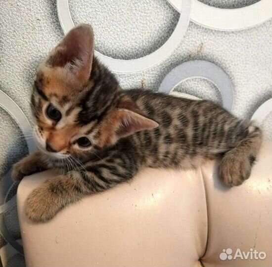Бенгальская