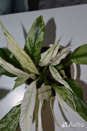 Спатифиллум City of angel (Сити оф ангел)