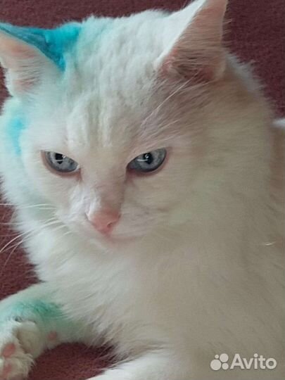 Ангорского глухого котика оставляют на погибель