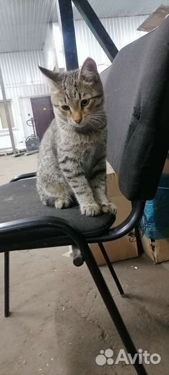 Отдам в добрые руки мальчик котенок