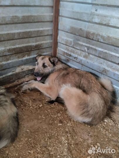 Очень много собак верят в чудо. Забери с отлова
