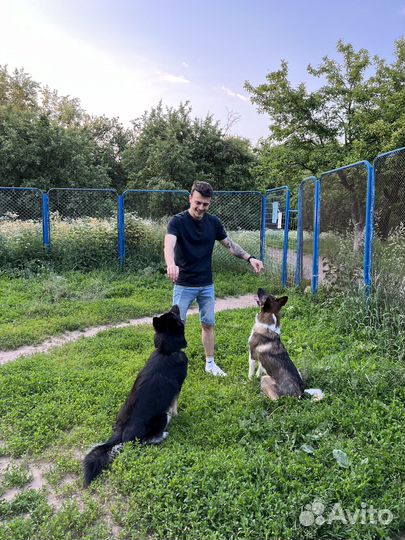 Выгул собак Москва