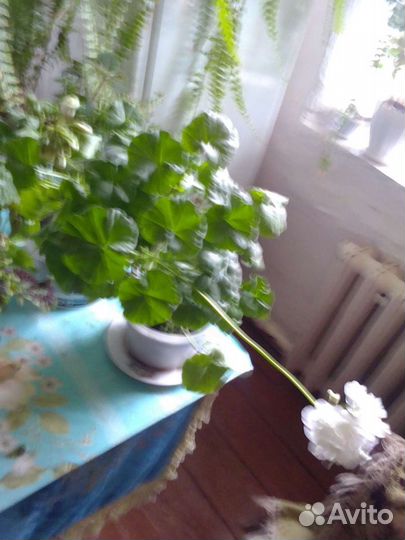 Цветы комнатные