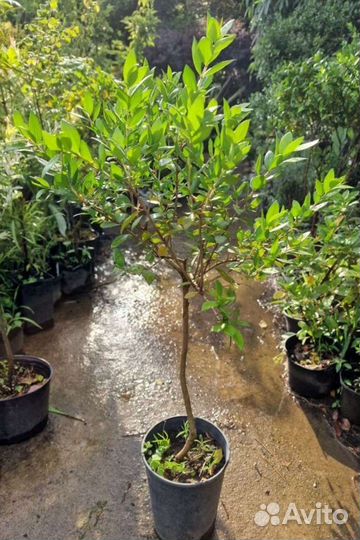 Мирт 2 сорта