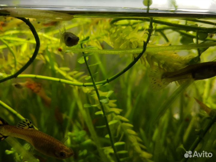 Аквариум