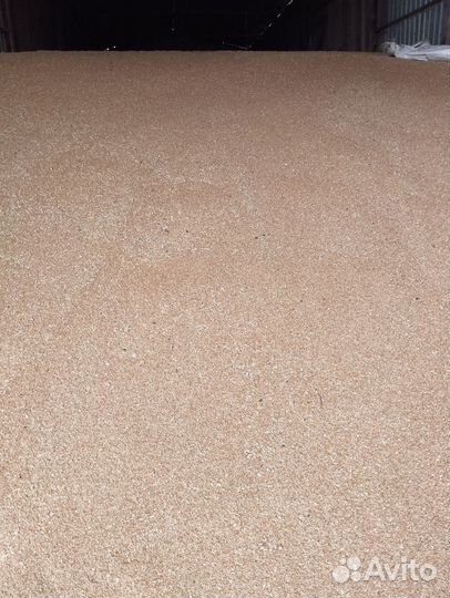 Пшеница 4 класс