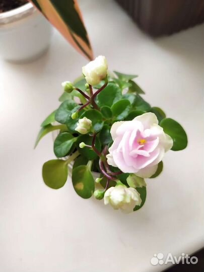 Фиалки сортовые мини и стандарты