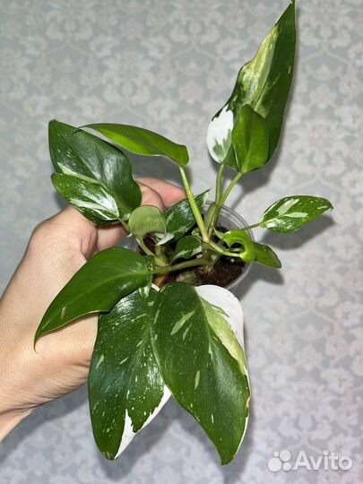 Филодендрон Белая принцесса