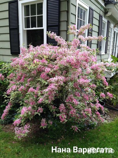 Вейгела Нана Вариегата