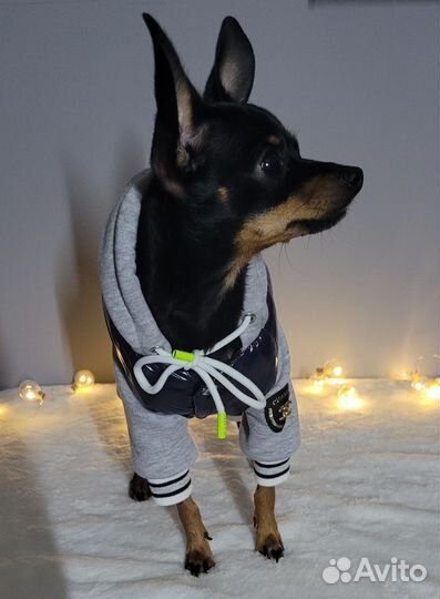 Одежда для собак