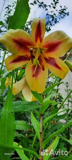 Цветы луковичные