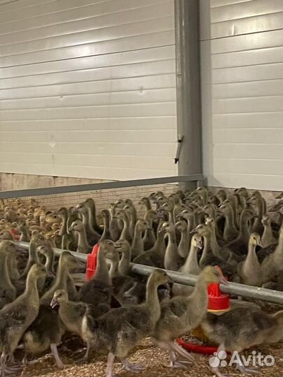 Гуси, утята, муларды бройлеры подрощенные