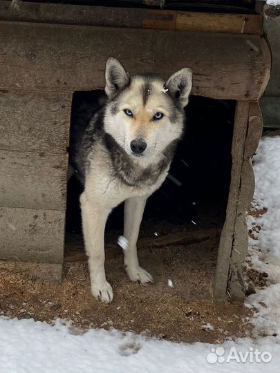 Отдам бесплатно щенки