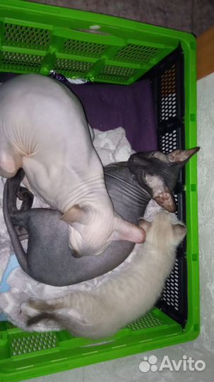 Канадский сфинкс котенок браш