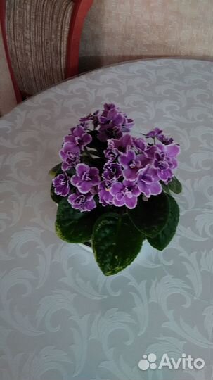 Комнатные растения цветы