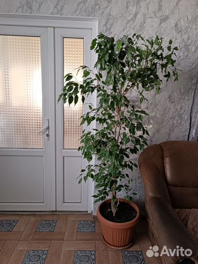 Фикус бенджамина большой
