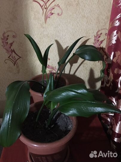 Лилия Амазонская -Эухарис