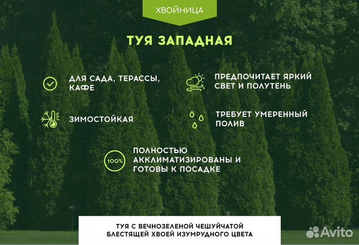 Туи из питомника