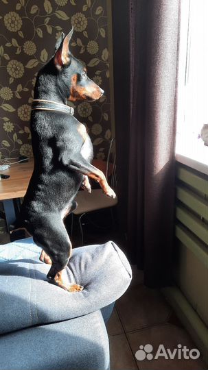 Вязка цвергпинчер мальчик