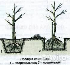 Черешня саженцы