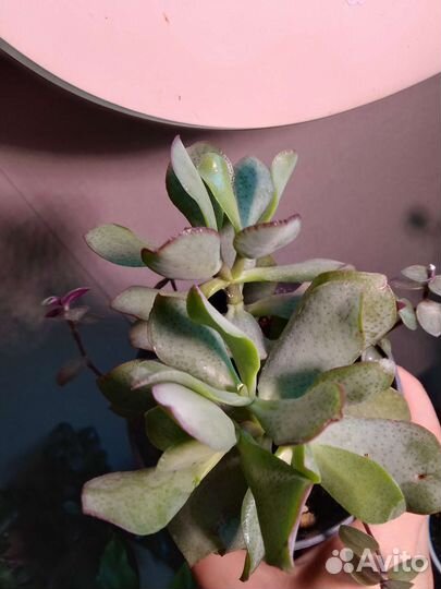 Крассула Блю бирд Растение