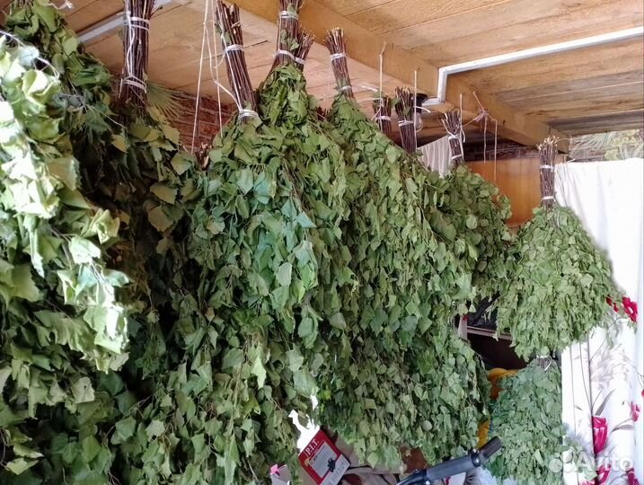 Свежие Берёзовые веники 2024 года