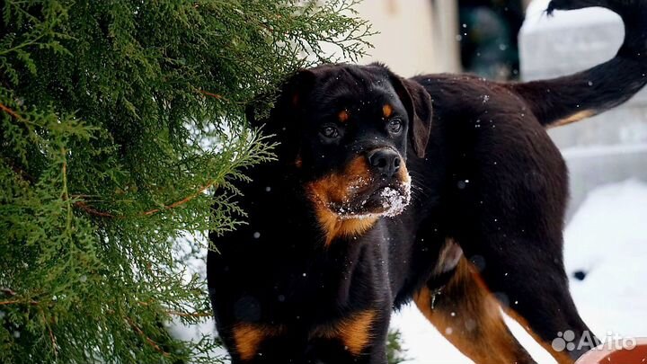 Подрощенный мальчик ротвейлера