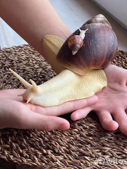 Улитки Архахатины Маргината Овум