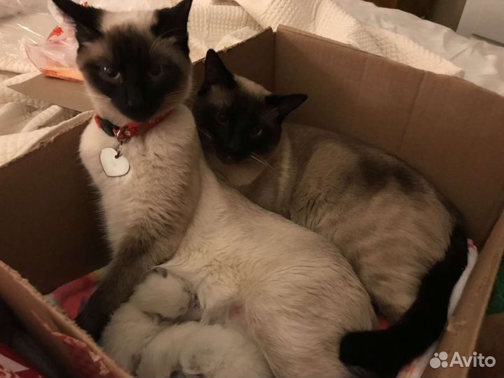 Тайские котята