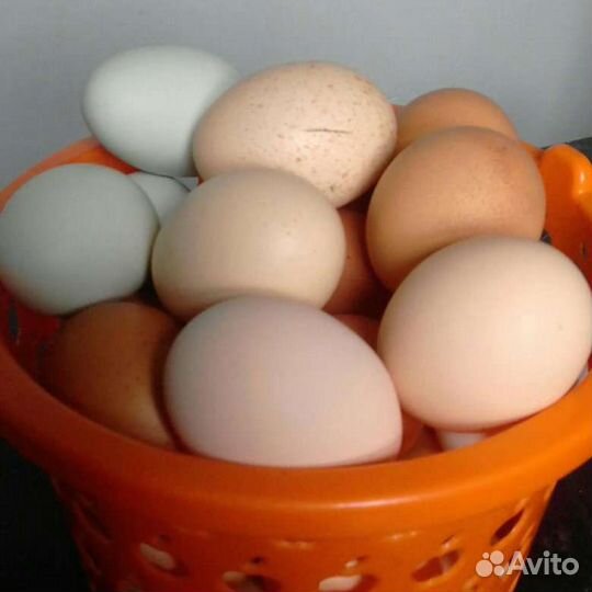 Домашние куриные яйца