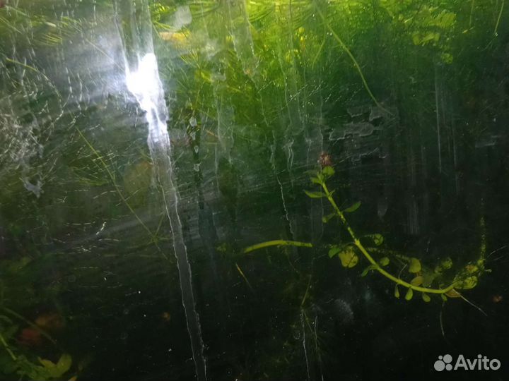 Аквариумные растения