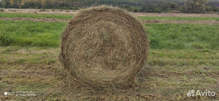 Сено в рулонах