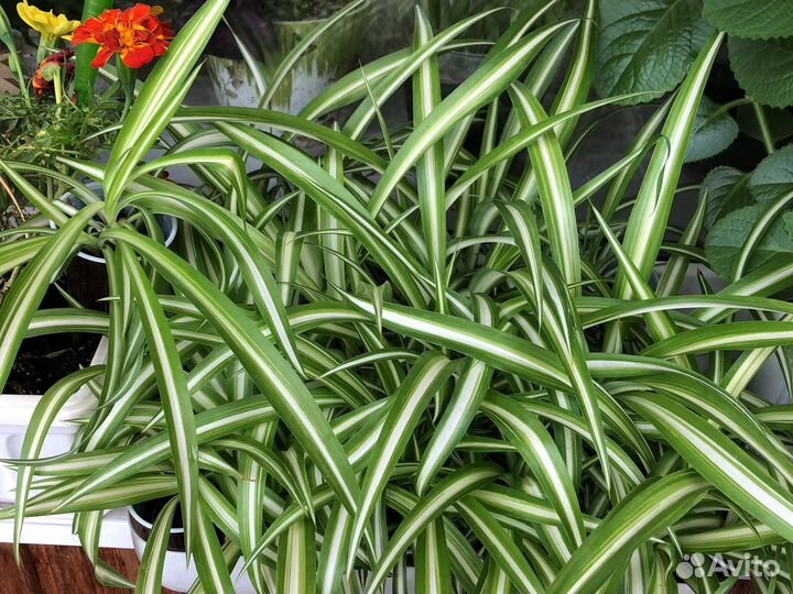 Хлорофитум хохлатый