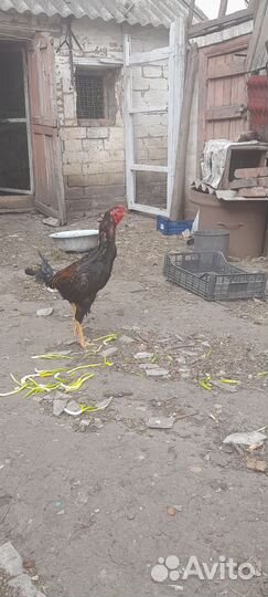 Бойцовые петухи