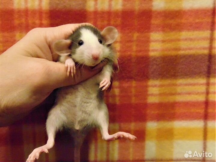 Крысята хаски, капюшоны,блейзы,бурмизы, сиамы