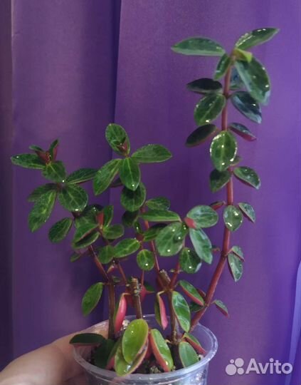 Пеперомия Вертициллата, Пикколо банда