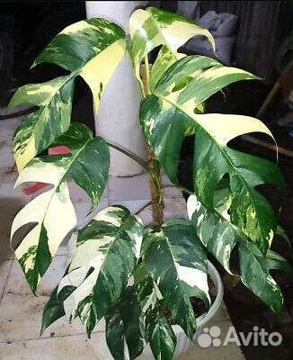 Epipremnum Pinnatum White Variegated