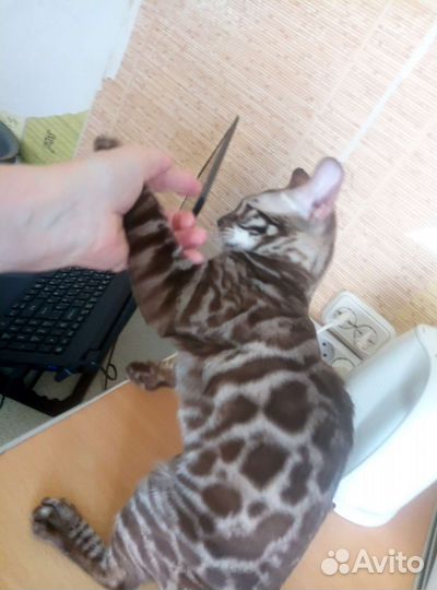 Бенгальские котята