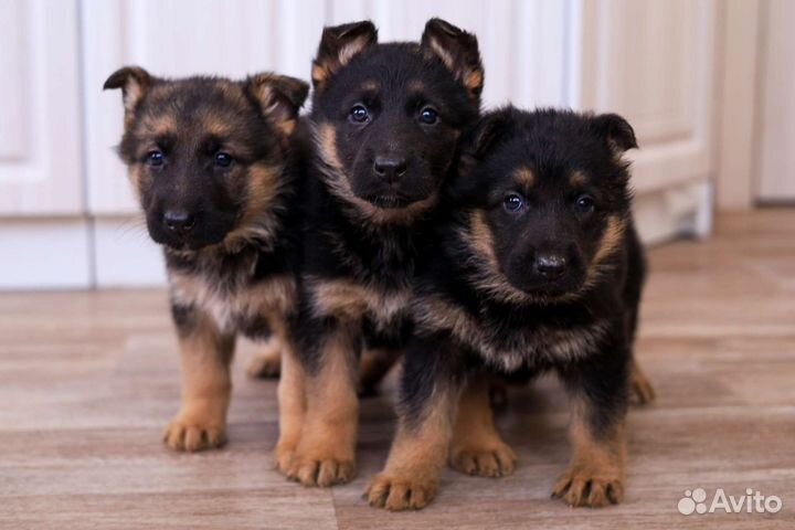 Немецкая овчарка