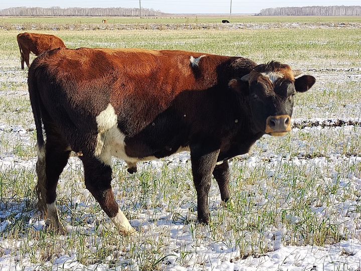 Продам Быка