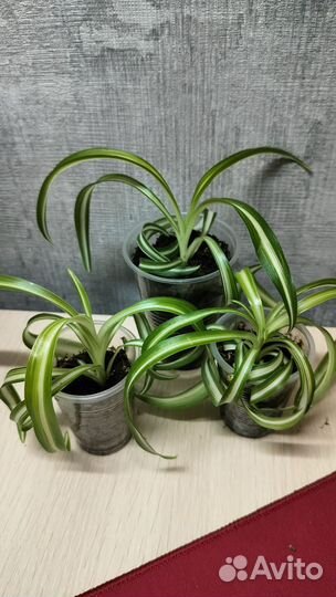 Хлорофитум кудрявый бонни