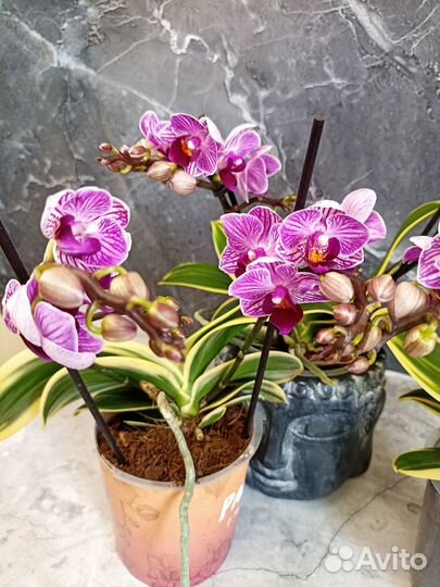 Орхидея фаленопсис вариегатная Сого Вивьен