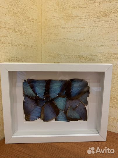 Крылья бабочки Морфо