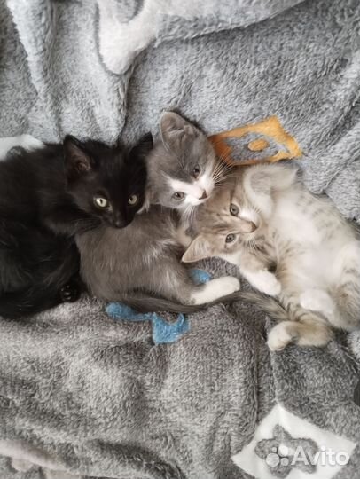 Котята в добрые руки