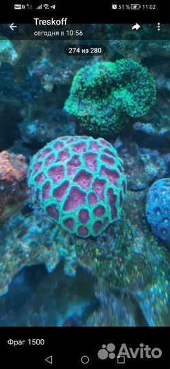 Фавия Инферно