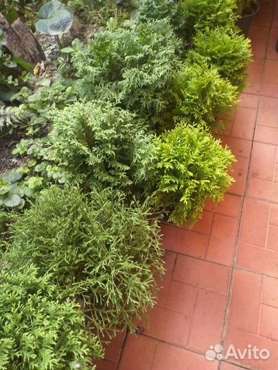 Туи, можевельник, голубая ель, саженцы малины